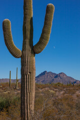 Carnegiea gigantea in desert, Organ pipe national park, Arizona - large cactus