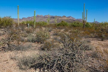 Organ pipe national park, Arizona - cactus in the desert, Stenocereus thurberi