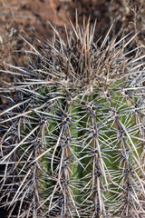 Carnegiea gigantea in desert, Organ pipe national park, Arizona - large cactus