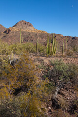 Organ pipe national park, Arizona - cactus in the desert, Stenocereus thurberi