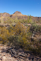 Organ pipe national park, Arizona - cactus in the desert, Stenocereus thurberi