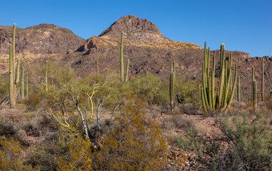 Organ pipe national park, Arizona - cactus in the desert, Stenocereus thurberi, organpipe cactus