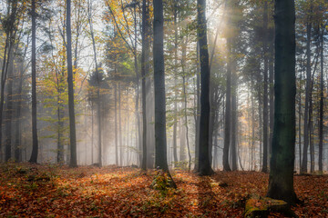Fototapeta premium zamglony jesienny las pełen ciepłych promieni wschodzącego słońca