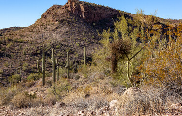 Carnegiea gigantea in desert, Organ pipe national park, Arizona - large cactus