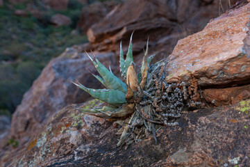 Organ pipe national park, Arizona - Agava sp. in the beautiful desert in the sky