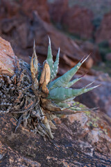 Organ pipe national park, Arizona - Agava sp. in the beautiful desert in the sky