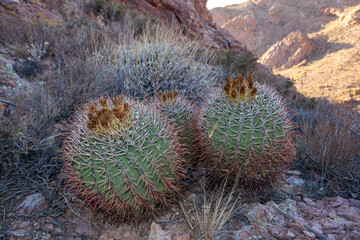 Large plants Ferocactus sp. with red spines hooks, Organ pipe national park, Arizona