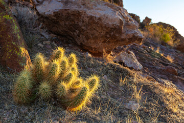 Golden sunset light illuminates Echinocereus sp. cactus in Saguaro National Park