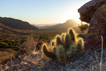 Golden sunset light illuminates Echinocereus sp. cactus in Saguaro National Park - obrazy, fototapety, plakaty