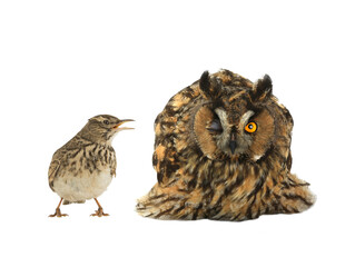 figurative picture of a portrait of an owl and a lark isolated