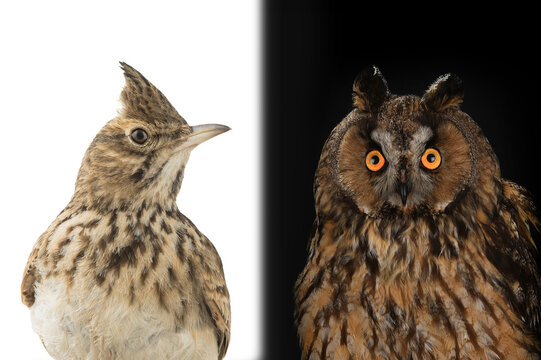 figurative picture of a portrait of an owl and a lark isolated