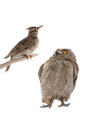 figurative picture of a portrait of an owl and a lark isolated