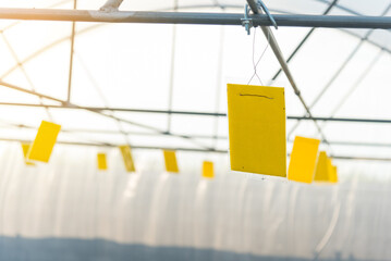 Trap of insect / Yellow glue board trap © rukawajung