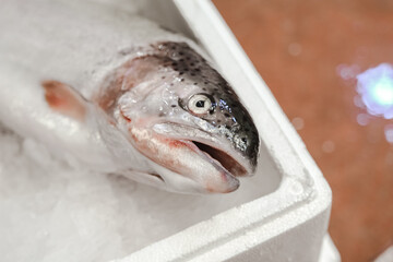 The fish in the market lies in the tray