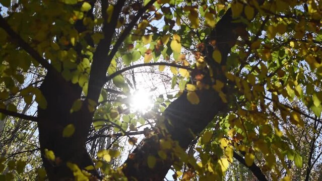 Sun shining among yellow leaves