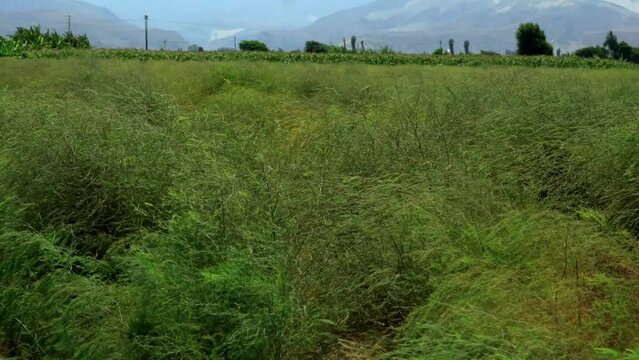 Campos de cultivo de esp&aacute;rragos