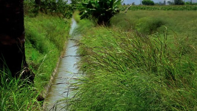 Campos de cultivo de esp&aacute;rragos