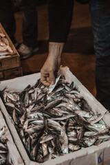 The fish in the market lies in the tray