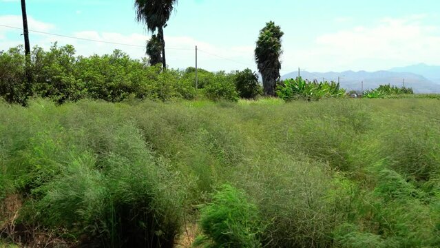 Campos de cultivo de esp&aacute;rragos