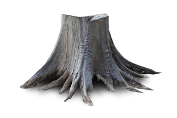 Stump dead tree isolated on white background. This has clipping path.