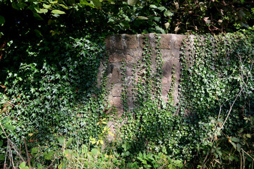 Ivy Covered Old Stone Wall in Dappled Sunlight in a Rural Location - 679787289
