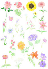 Fototapeta na wymiar Planche d'illustrations à l'aquarelle de fleurs d'été
