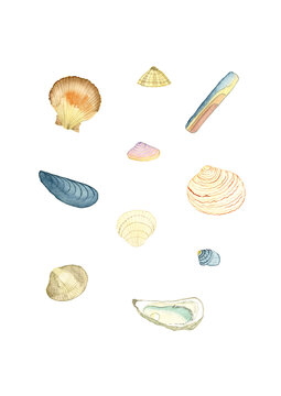 Planche d'illustrations &agrave; l'aquarelle de coquillages