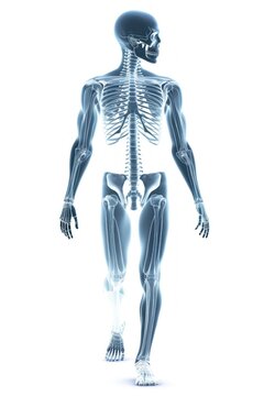 X-ray or radiograph of man showing anatomy of bones and joint of human patient in medical clinic