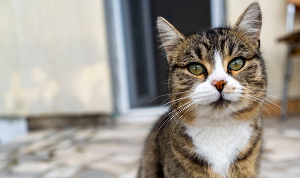 Close-up photo of a cat's gaze