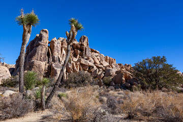 Branches Joshua Tree Yucca Brevifolia Mojave Desert Joshua Tree National Park California