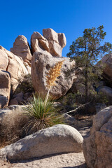 Fototapeta na wymiar Nolina Beargrass Hidden Valley Landscape Mojave Desert Joshua Tree National Park