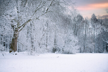 Krajobraz, zimowe drzewa w parku