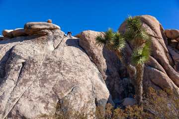 Yucca Tree (Yucca brevifolia) in the Mountains, California