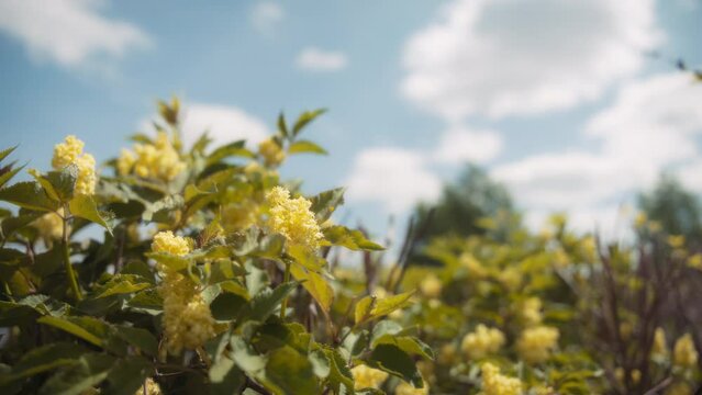 Red elderberry tree blooming with yellow flowers in spring. Slow motion. 