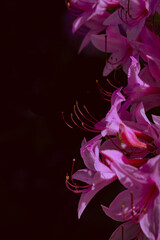 Pink azalea flower closeup sunlit contrast against dark background vertical format copy space