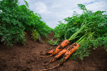 Carrots grow in the field