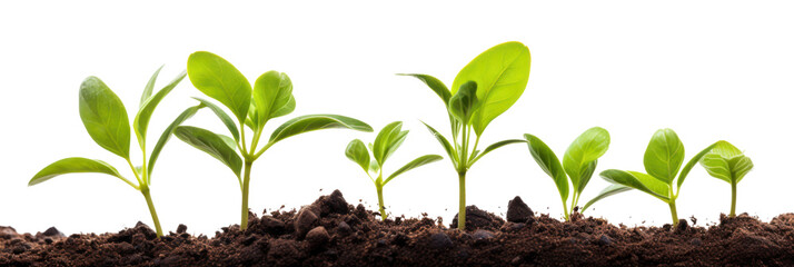 Sprout growth isolated on white transparent background, young plants growing from soil closeup, PNG - obrazy, fototapety, plakaty