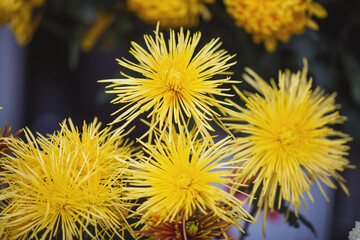 Yellow Chrysanthemums on the stand in the flower shop. Showcase. Floral shop and delivery concept. Flowers market on the street. Many Chrysanthemum flowers growing in pots for sale in florist's shop.