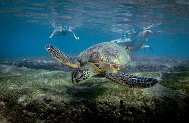 Snorkeling with Wild Hawaiian Green Sea Turtles over the reef 