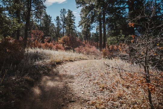Mountain bike trail through gambel oak and pinyon pines near Albuquerque New Mexico in fall