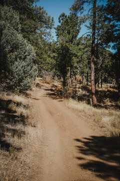 Wide dirt road through pinyon pines near Albuquerque New Mexico on nice fall day