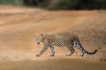 cheetah on the ground