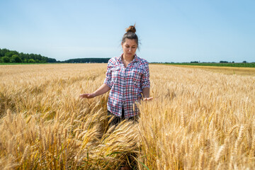 Naklejka na ściany i meble Farmer or agronomist inspect wheat field
