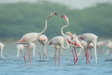 flamingos in Loving 