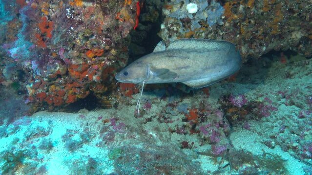 Marine life - Mediterrean forkbeard fish