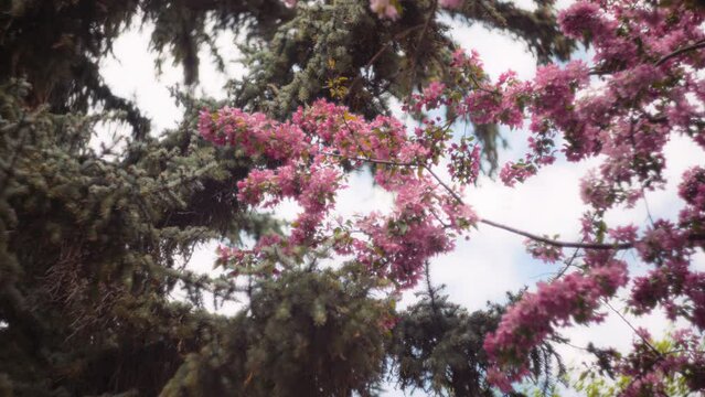 Cherry tree and pine tree growing outside in spring. Slow motion. 