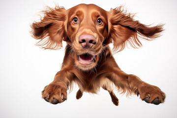 Irish Setter Jumping Towards the Camera	