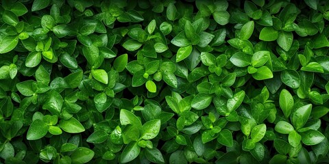 Fototapeta na wymiar Beautiful original background image of a carpet of fresh natural green leaves forming a natural texture