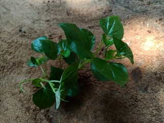 Peperomia pellucida is an annual, shallow-rooted herb, usually growing to a height of about 15 to 45 cm