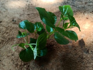 Peperomia pellucida is an annual, shallow-rooted herb, usually growing to a height of about 15 to 45 cm